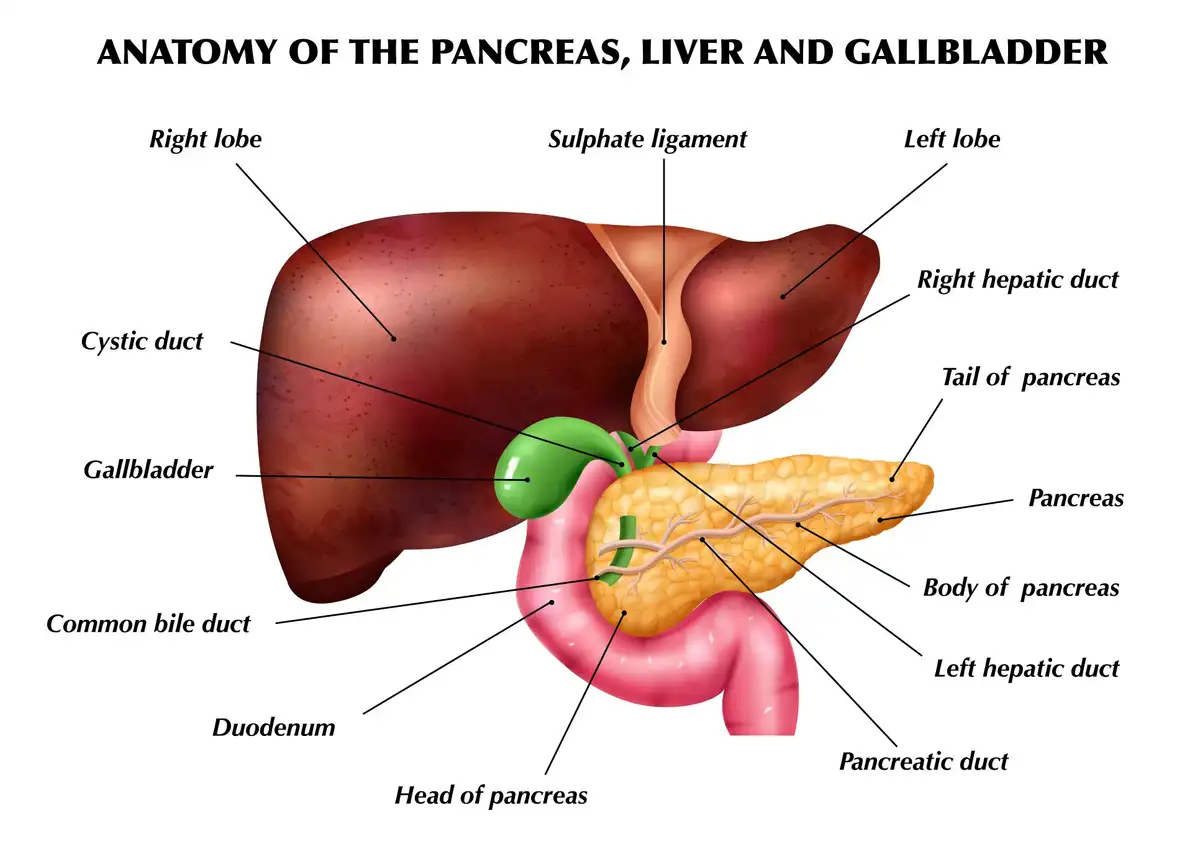 Laparoscopy Gallbladder Surgery