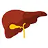 Liver Surgery