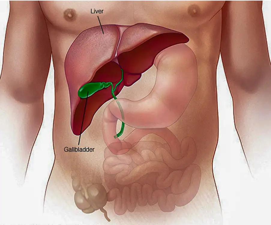 Liver Surgery